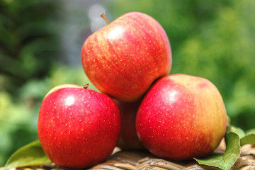 Red apples on a green background