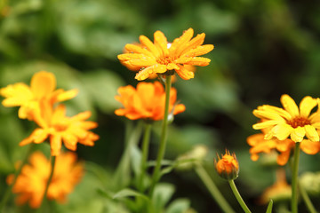 Fresh marigold flowers on a background of orchard