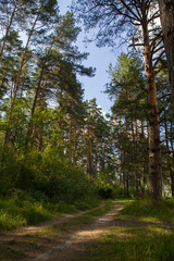 the forest road runs through a deciduous forest