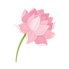 Semi-closed Waterlily Bud With Pink Petals and Floral Stem Vector Illustration