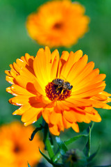Orange marigold flower with a sitting bee