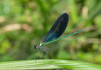 Matrona Nigripectus, Damselfly, Garo Hills, Meghalaya, India