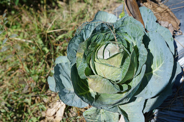 Dark green cabbage "Brassica oleracea var. capitata" on farm field