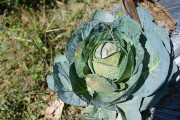 Dark green cabbage 