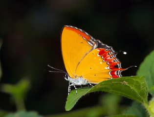 Purple Saffire, Heliophorus epicles, Garo Hills, Meghalaya, India