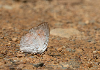 Indian Sunbeam, Curetis thetis, butterfly,  Garo Hills, Meghalaya, India