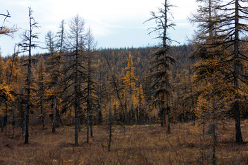 Siberian larch taiga in the fall.