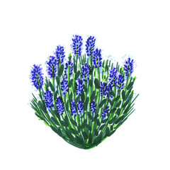 Marker hand-drawn lavender bush isolated on white - Illustration
