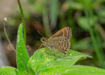 Veined Scrub Hopper, Aeromachus stigmata,  Butterfly, Sikkim, India