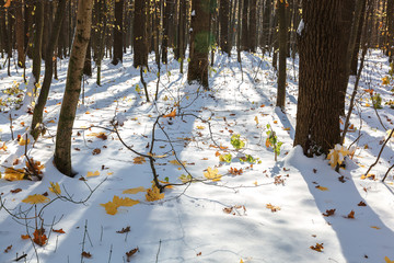Green forest under snow on a sunny day