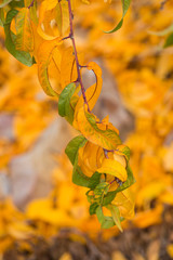 Fototapeta na wymiar fruit tree with yellow leaves in autumn