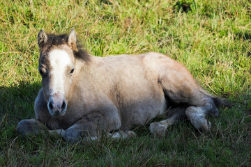 Fototapeta premium Beautiful Welsh Mountain Pony foal
