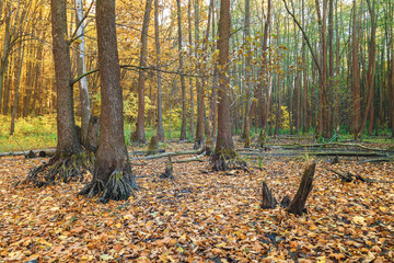 Trees with yellow leaves in autumn forest