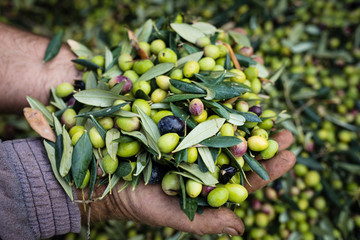 Olive in mano