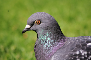 Pigeon closeup 