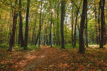 Autumn green forest on a clear sunny day