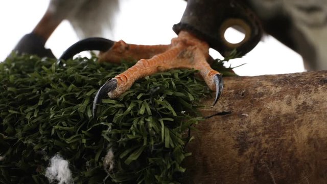Goshawk, Captive Bird Of Prey Detail Of Feet And Talons On Perch In Aviary.