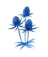 Watercolor blue flower Eryngium maritimum, Feverweed botanical hand drawn illustration on white background, floral design for wedding invitation, cosmetic, greeting card, beauty salon, medicine plant.