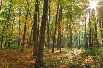 Fototapeta na wymiar Autumn green forest on a clear sunny day