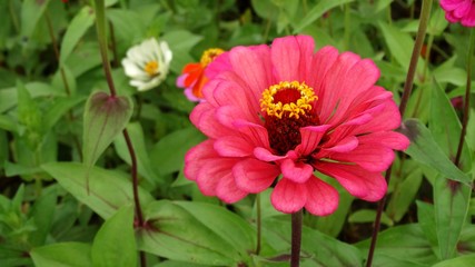 Close up of purple Zinnia elegans flower in the field. Zinnia elegans is one of the best known zinnias, the garden zinnia was bred via hybridisation from the wild form.