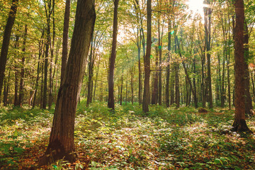 Autumn green forest on a clear sunny day