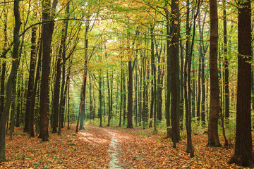 Autumn green forest on a clear sunny day