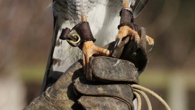 Goshawk, Captive Bird Of Prey, Close Up Of Feet And Talons On Falconer's Glove Outside Perched High.