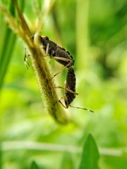 bug mating on leaf