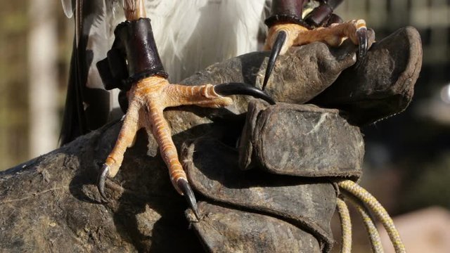Goshawk, Captive Bird Of Prey, Close Up Feet And Talons On Falconer's Glove.