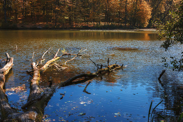 Forest lake in autumn on a clear sunny day