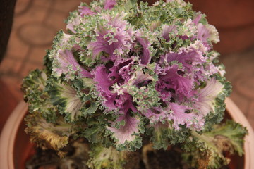 pink flower