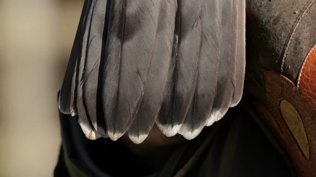 Goshawk, Bird Of Prey, Detail Tail Feathers Close Up On Falconers Glove.