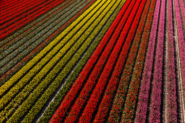 Aerial view of the tulip fields in North Holland , The Netherlands