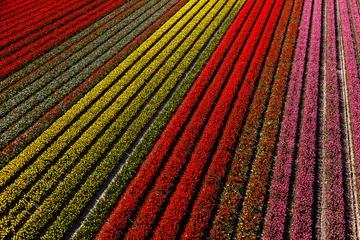 Tuinposter Aerial view of the tulip fields in North Holland , The Netherlands © Peter Adams