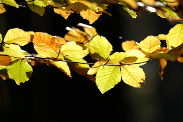 Close up long small beech branches with green yellow brown leaves. Colourful bright autumn foreground from natural light  and black shadow in the mixed conifers forest background.