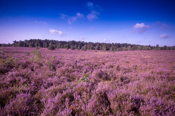 Fototapeta premium Landscape with flowering heather (Calluna vulgaris) nature reserve Lueneburg Heath, Lower Saxony, Germany, Europe
