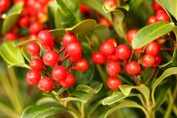 Skimmia japonica.