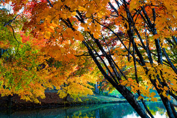 清水公園の紅葉