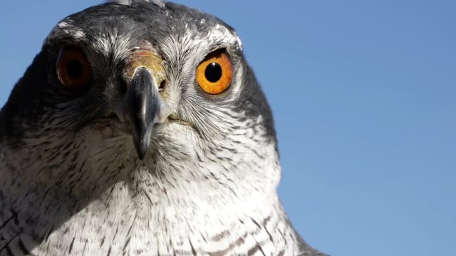 Goshawk, Bird Of Prey, Extreme Close Up Of Head, Copy Space Blue Sky Background.