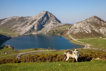 Naklejka premium Lagos de Covadonga