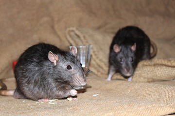 Two rats with a glass of wine.