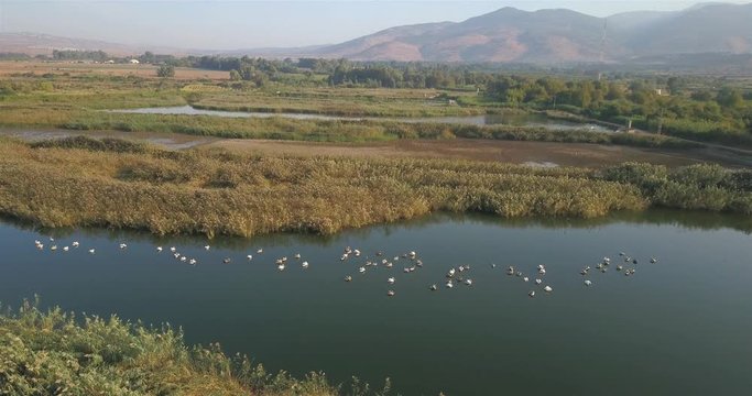 Aerial footage over White Pelicans swimming in fishpond Drone view over White Pelicans swimming in fishponds with Hermon Mountain, Hula valley, Israel