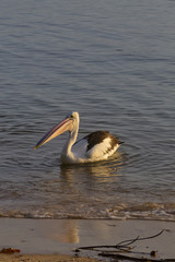 Pelican swimming near Cairns in Tropical North Queensland, Australia