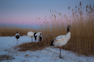 Red-Crowned Cranes in Heilongjiang, China
