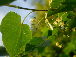 Linden tree in the yard in the summer, Moscow.