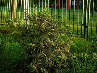 little Christmas tree in summer, Moscow.