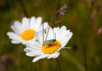 Macro of a little insect with aquamarine shimmering wings on a daisy (leucanthemum) blossom with...