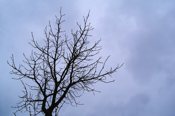 Dry dark tree against a cloudy sky. Fantasy.