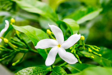 Close-up Shot of Beautiful White Flower in Garden - Philippines