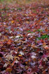 落ち葉と苔　紅葉